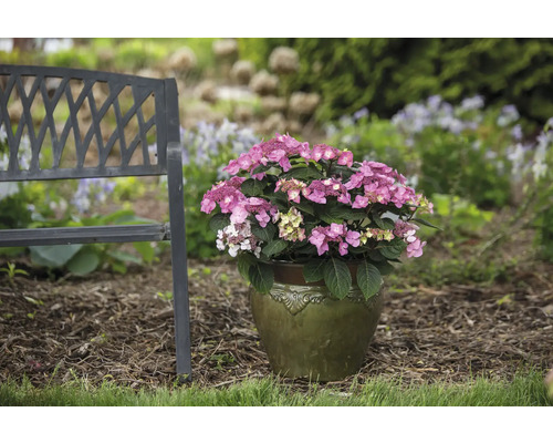 Rosa hortensia i kruka bredvid en trädgårdsbänk