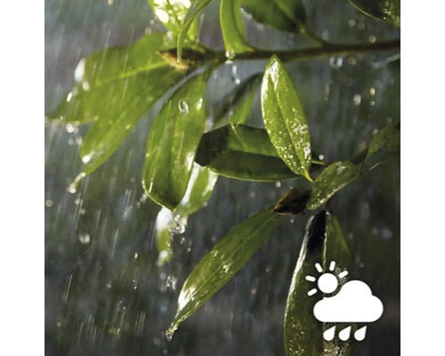 Regn på gröna blad