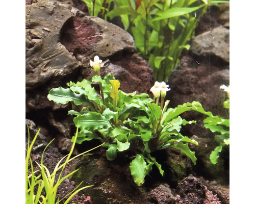 Akvarieväxt med gröna blad och vita blommor mellan stenar