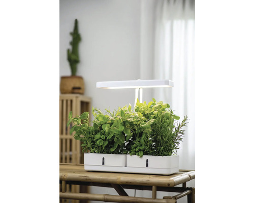 Örtagård med LED-belysning på bambubord
