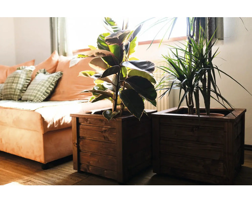 Två krukväxter i bruna trälådor bredvid en soffa.