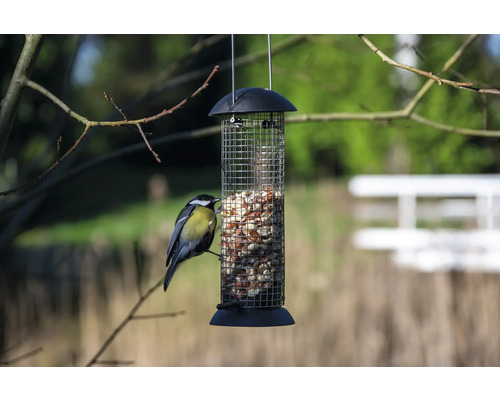 Fågel vid hängande fågelmatare med fågelfrö