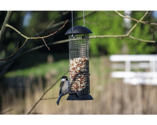 Fågel vid en fågelmatare fylld med jordnötter