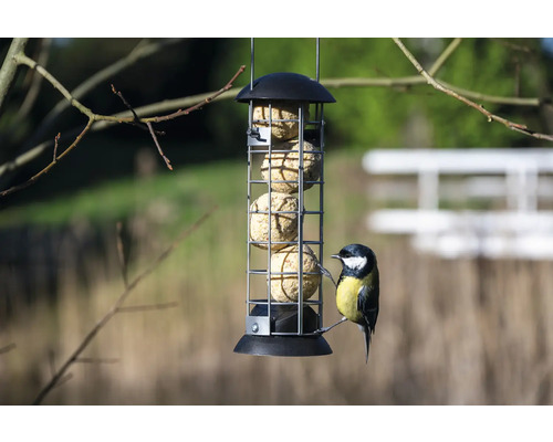 Fågelbord med talgbollar och talgoxe