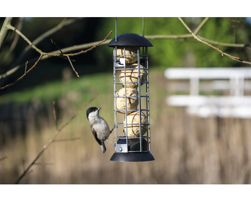 Talgbollshållare med en talgoxe som äter