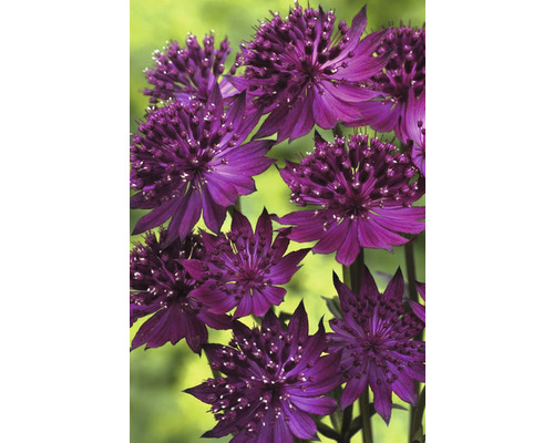 Stjärnmix trädgårdsskönhet