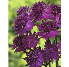 Storblommig Astrantia växt med purpurfärgade blommor