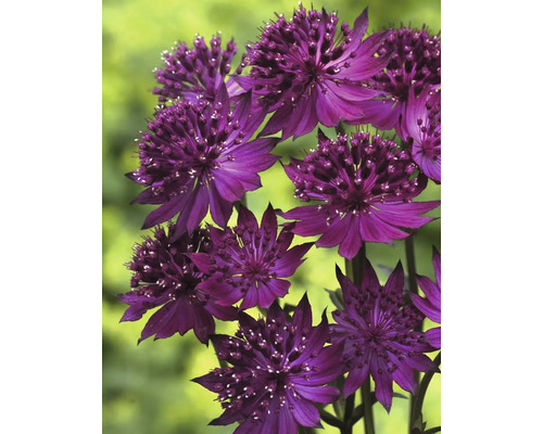 Storblommig Astrantia växt med purpurfärgade blommor