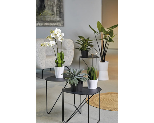 Vardagsrum med krukväxter på sidobord