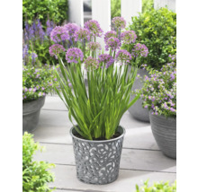Lökblommor i en dekorativ blomkruka på en terrass