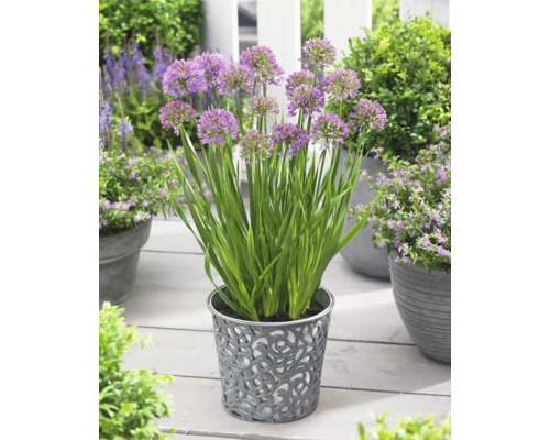 Lökblommor i en dekorativ blomkruka på en terrass