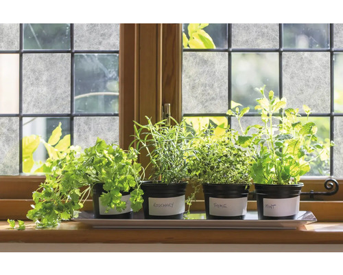 Örtagård med koriander, rosmarin, timjan och mynta på en fönsterbräda