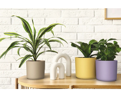 Dekorativa krukväxter i krukor på ett bord framför en vit tegelvägg.