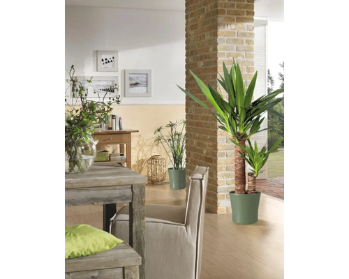 Vardagsrum med träbord, stol och krukväxter för en trevlig atmosfär.