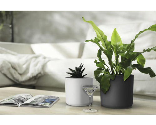 Två krukväxter i cylindriska ytterkrukor på ett bord