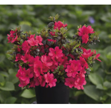 Azalea med röda blommor i en kruka