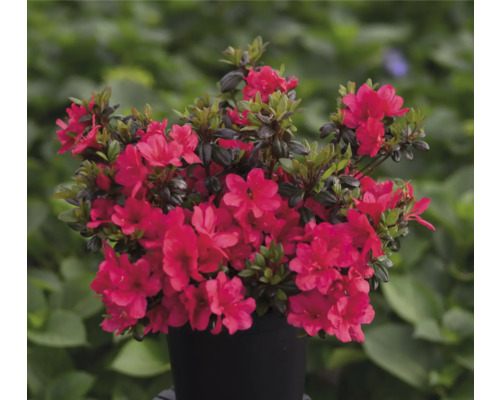 Azalea med röda blommor i en kruka