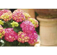 Hortensia Hydrangea macrophylla 'DIVA FIORE®' Co 14L sorterad