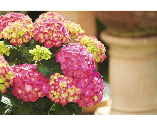 Närbild av en hortensia med rosa blommor