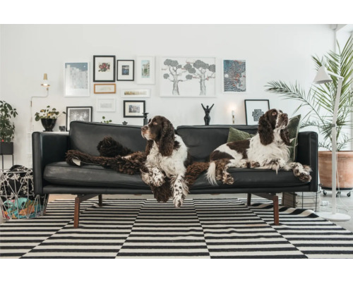 Vardagsrum med skinnsoffa, matta och två hundar