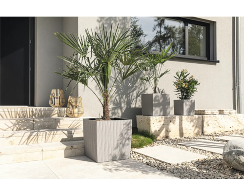 Utomhusbild med palmer i planteringskärl och dekorativa lyktor framför ett hus