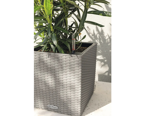 Växt i Lechuza planteringskärl med fuktighetsmätare