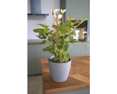 Anthurium växt i kruka på ett bord