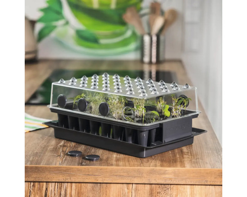 Odlingslåda med transparent lock och unga plantor