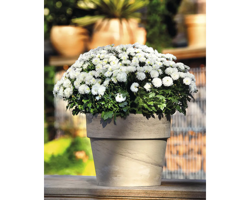 Krysantemum med vita blommor i blomkruka