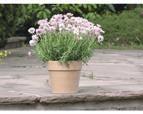 Prästkragar i en terrakottakruka i trädgården.