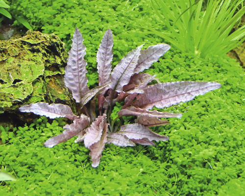 Akvarieväxt med vågiga blad i akvarium