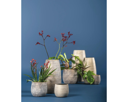 Olika växter och blommor i planteringskärl och vaser.