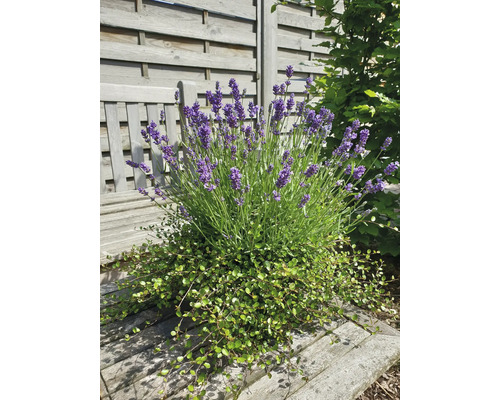 Lavendelbuske med grön underplantering på en trädgårdsbänk