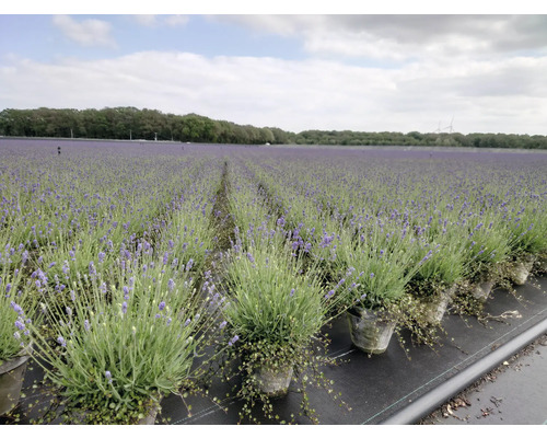Fält med lavendelväxter i krukor, trädgårdsodling