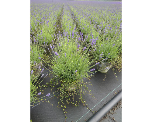 Lavendelfält med lavendelplantor i krukor på en svart presenning