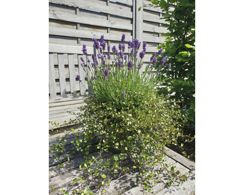 Lavendel och andra växter i en kruka på en träbänk