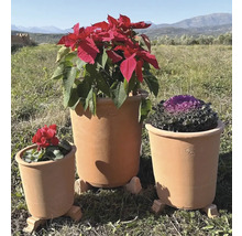 Tre terrakottakrukor med olika växter utomhus