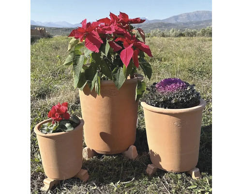 Tre terrakottakrukor med olika växter utomhus