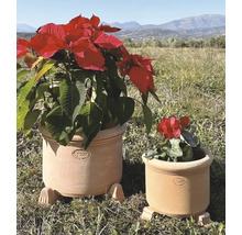 Två terrakottakrukor med växter utomhus