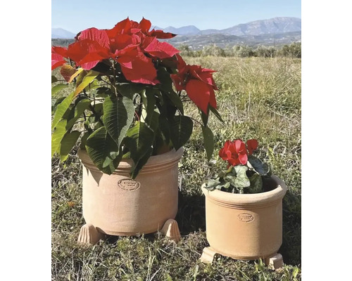 Två terrakottakrukor med växter utomhus