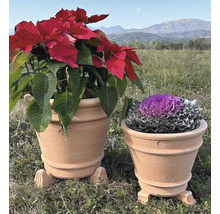 Två terrakotta blomkrukor med växter i trädgården.