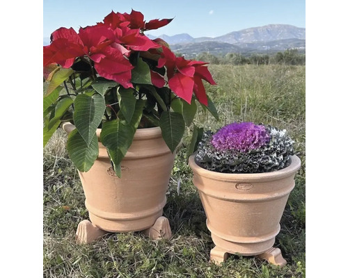 Två terrakotta blomkrukor med växter i trädgården.