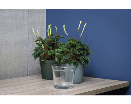 Två Peperomia krukväxter i krukor med ett glas vatten på en hylla.