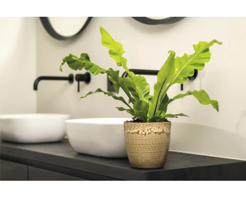 Badrum med två handfat, armaturer och ett fågelboormbunke i en kruka