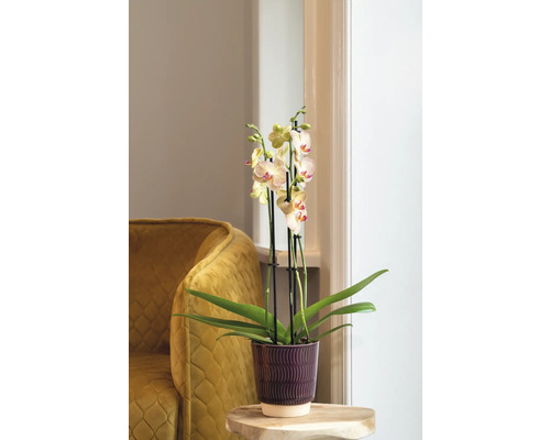 Orkidé i kruka på ett träbord bredvid en fåtölj