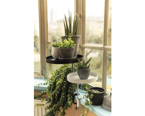 Växtställ med växter framför ett fönster