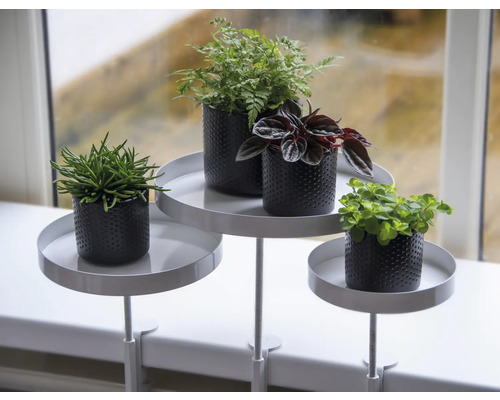 Dekorativt växtarrangemang med olika växter i krukor på en fönsterbrädehylla.