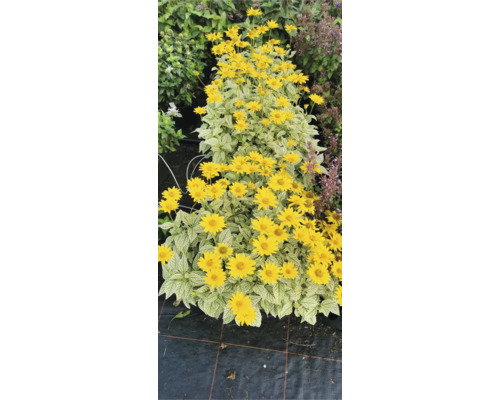 Rad av solrosor med gula blommor och ljusa blad