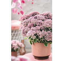 Fetknopp i kruka med rosa blommor