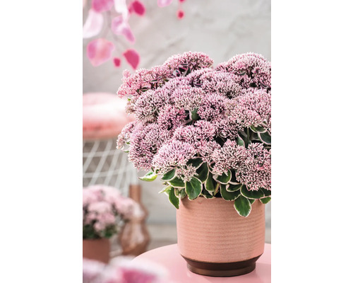 Fetknopp i kruka med rosa blommor